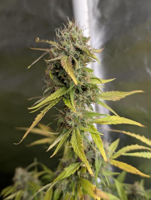 Purple Dream Auto. Week 10