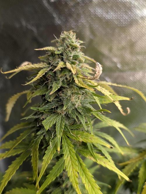 Purple Dream Auto x3. Week 10