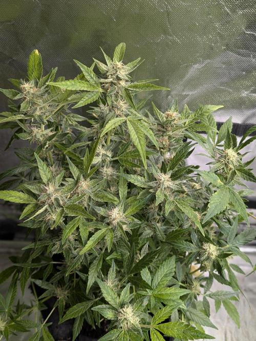 Melon Mosh Auto x4. Week 10