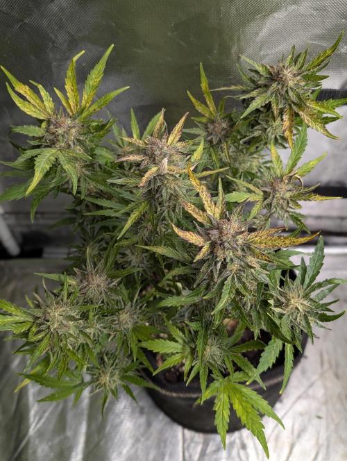 Melon Mosh Auto x4. Week 10