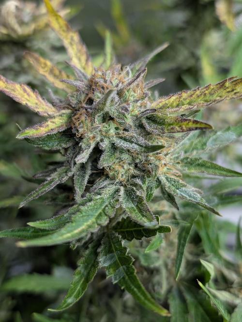 Melon Mosh Auto x4. Week 10