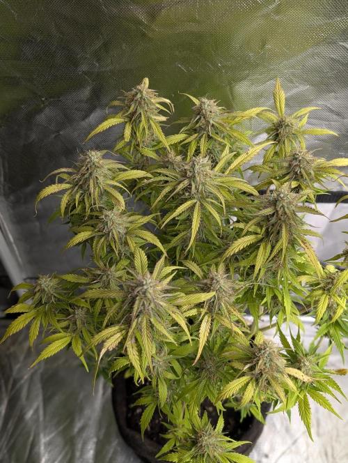 Melon Mosh Auto x4. Week 10