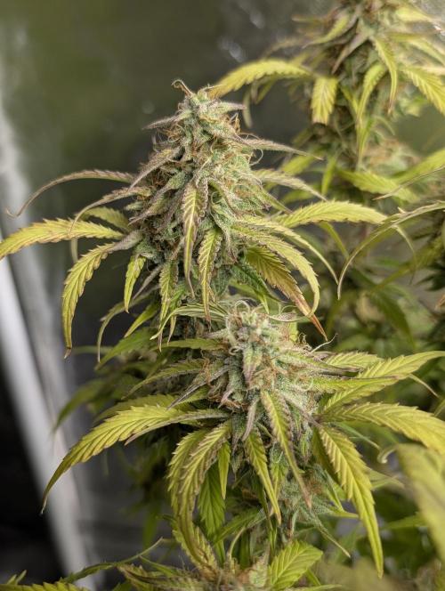 Melon Mosh Auto x4. Week 10