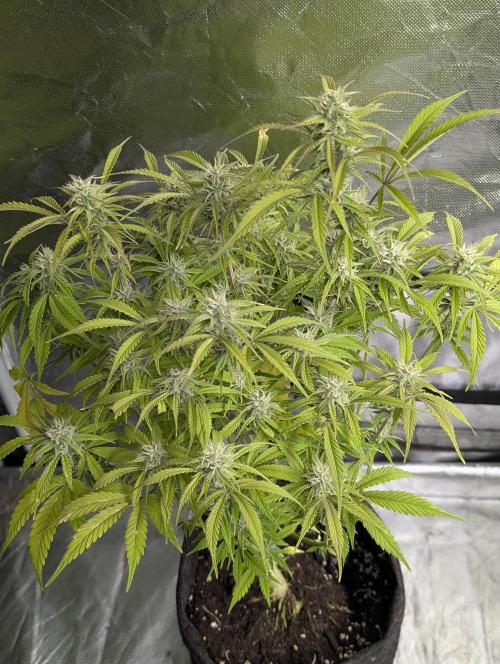 Melon Mosh Auto x4. Week 10