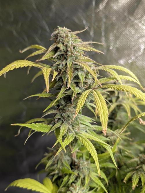Melon Mosh Auto x4. Week 10