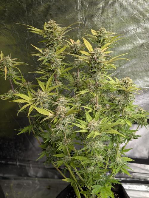 Melon Mosh Auto x4. Week 10 - N2