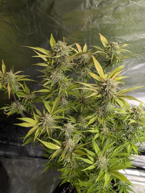 Melon Mosh Auto x4. Week 10