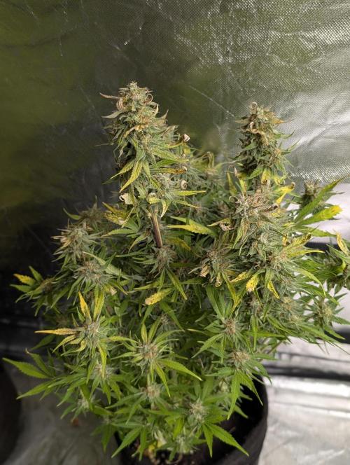 Melon Mosh Auto x4. Week 10