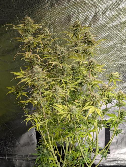 Melon Mosh Auto x4. Week 10 - N4