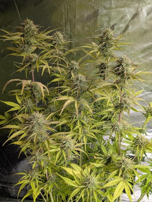 Melon Mosh Auto x4. Week 10