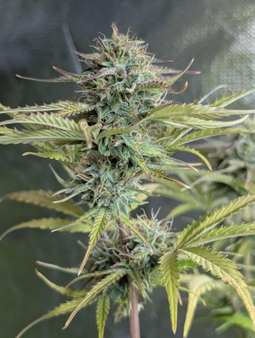 Melon Mosh Auto x4. Week 10