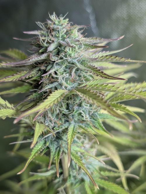 Melon Mosh Auto. Week 10