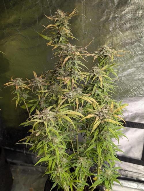 Melon Mosh Auto x3. Week 10 - N1