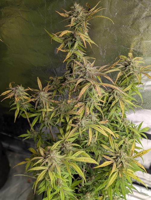 Melon Mosh Auto x3. Week 10