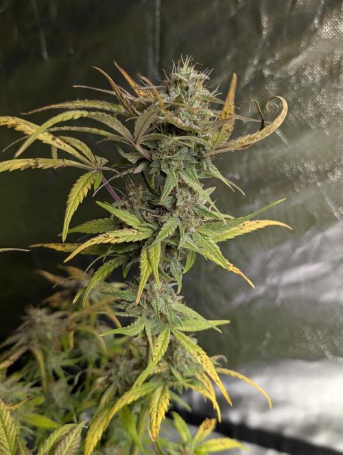 Melon Mosh Auto x3. Week 10