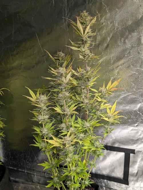 Melon Mosh Auto x3. Week 10 - N2