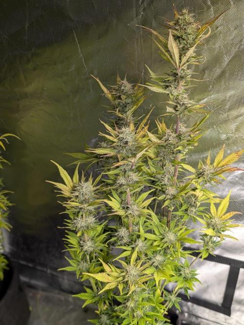 Melon Mosh Auto x3. Week 10