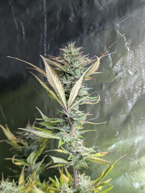 Melon Mosh Auto x3. Week 10