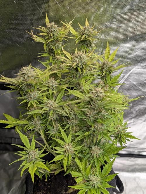 Melon Mosh Auto x3. Week 10 - N3
