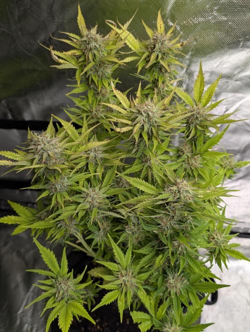 Melon Mosh Auto x3. Week 10