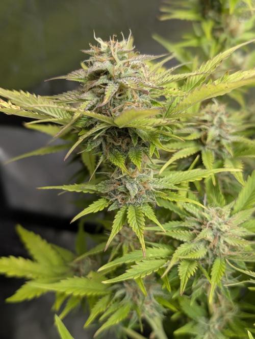 Melon Mosh Auto. Week 10