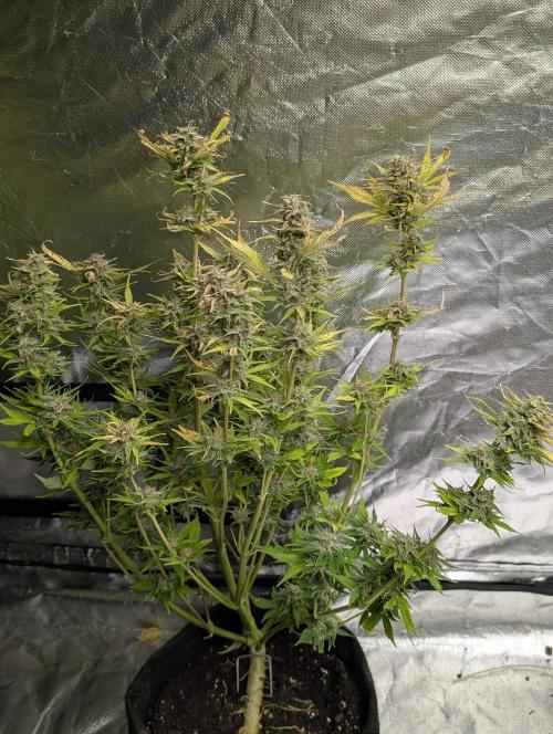 Melon Mosh Auto x3. Week 10 - N1