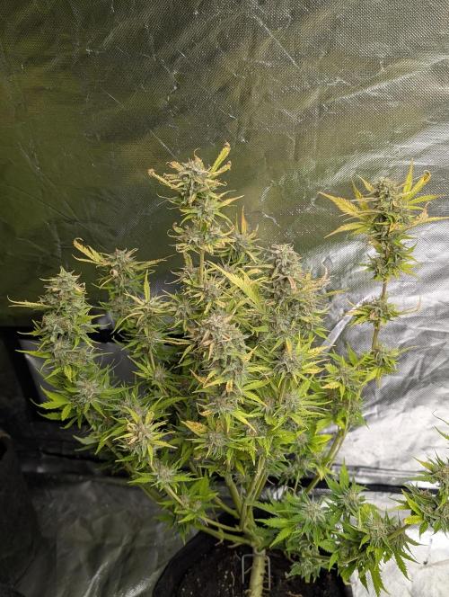 Melon Mosh Auto x3. Week 10