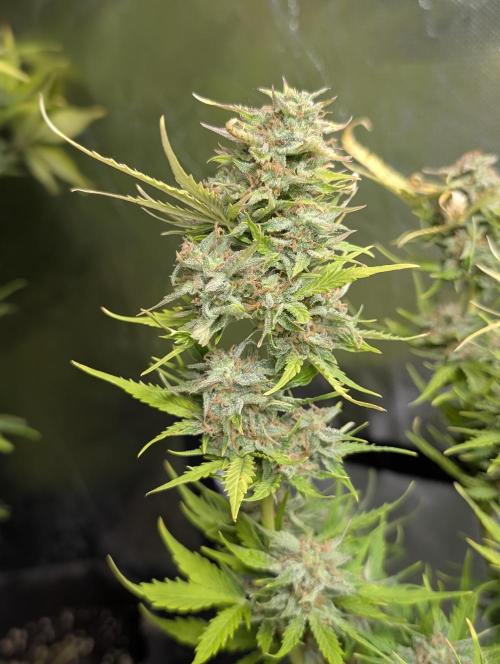 Melon Mosh Auto x3. Week 10