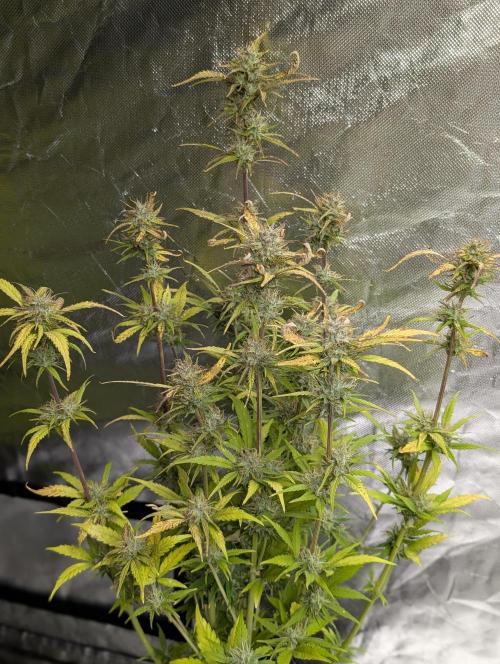 Melon Mosh Auto x3. Week 10