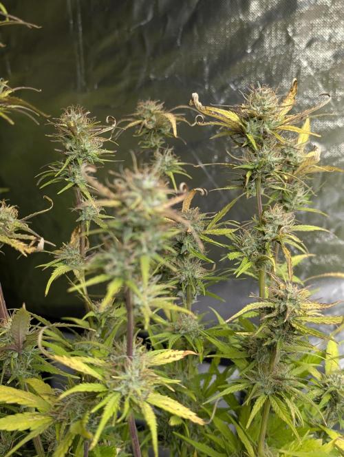 Melon Mosh Auto x3. Week 10