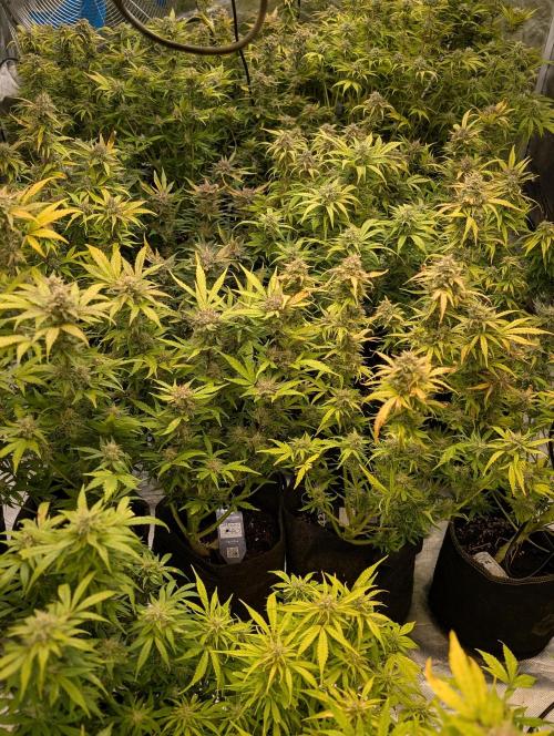 Melon Mosh Auto x3. Week 10