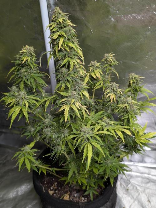 Purple Dream Auto x4. Week 11 - N1