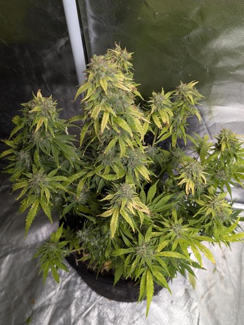 Purple Dream Auto x4. Week 11