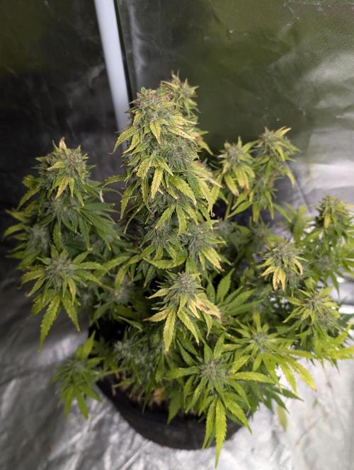Purple Dream Auto x4. Week 11