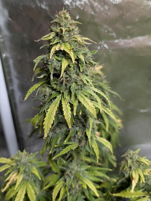Purple Dream Auto x4. Week 11
