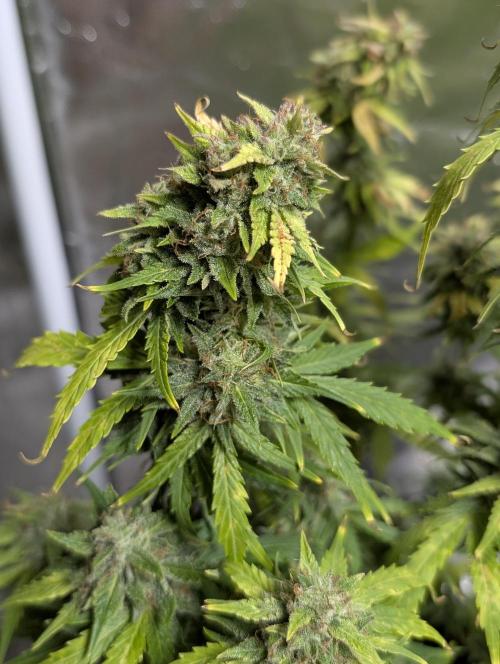 Purple Dream Auto x4. Week 11