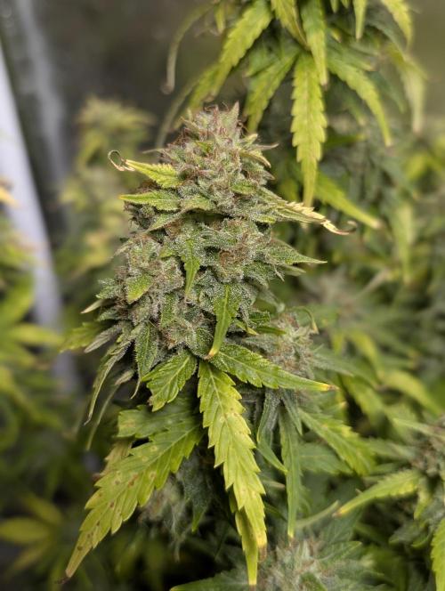 Purple Dream Auto x4. Week 11