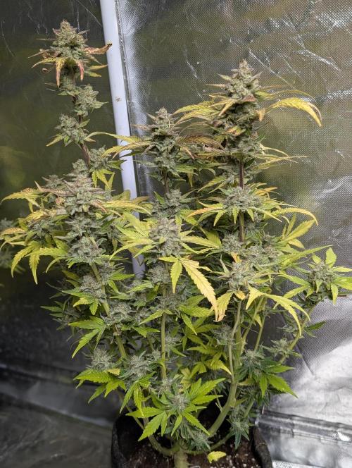 Purple Dream Auto x4. Week 11 - N2