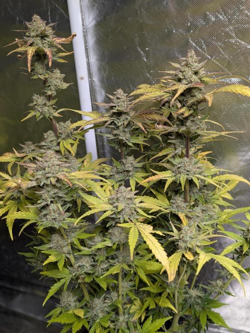 Purple Dream Auto x4. Week 11