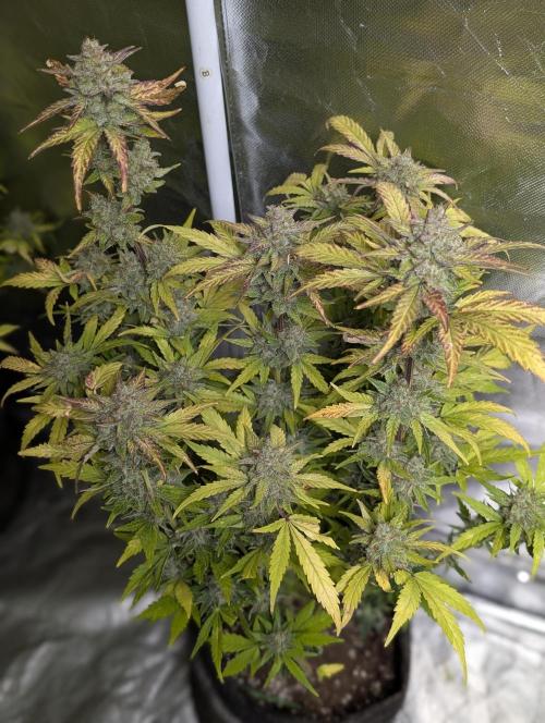 Purple Dream Auto x4. Week 11