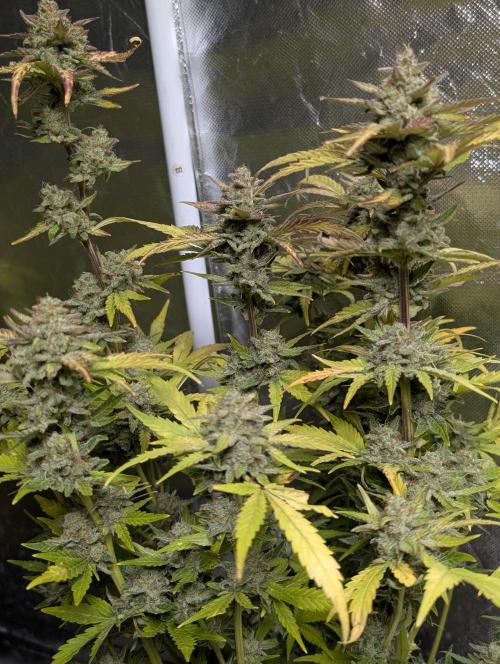 Purple Dream Auto x4. Week 11