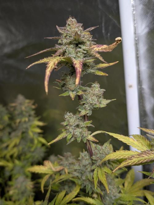 Purple Dream Auto x4. Week 11