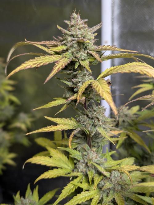 Purple Dream Auto x4. Week 11