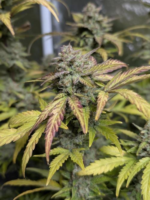 Purple Dream Auto x4. Week 11