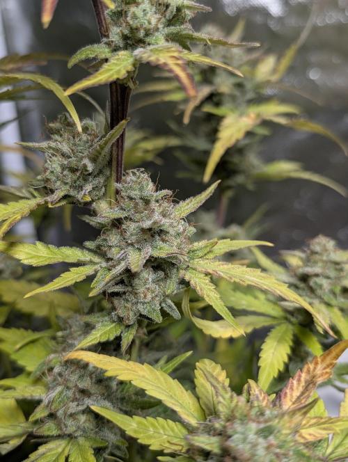 Purple Dream Auto x4. Week 11
