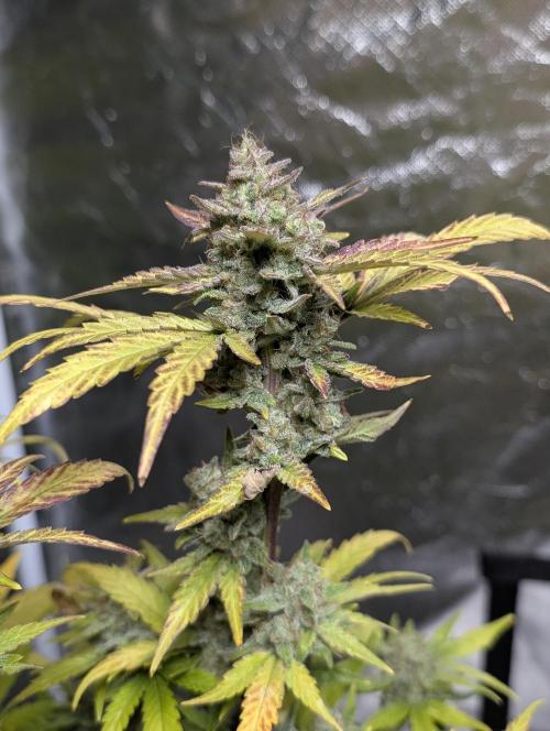 Purple Dream Auto x4. Week 11