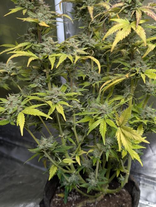 Purple Dream Auto x4. Week 11