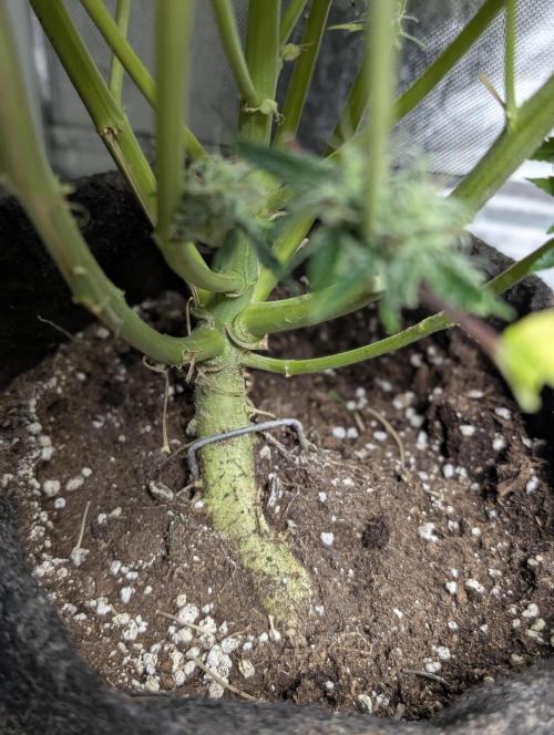 Purple Dream Auto x4. Week 11