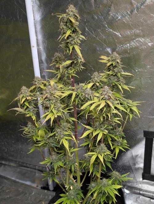 Purple Dream Auto x4. Week 11 - N3