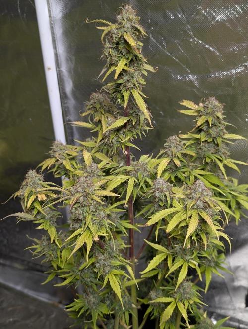 Purple Dream Auto x4. Week 11